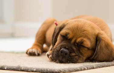 Image of a dog resting